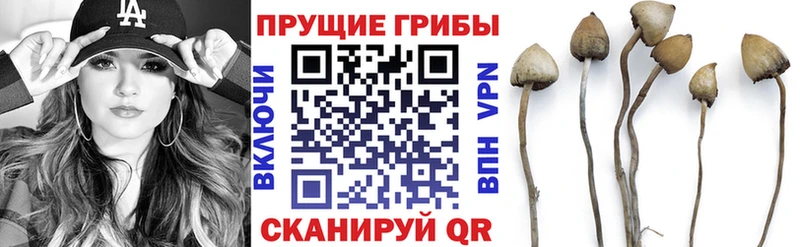 Псилоцибиновые грибы прущие грибы  Купить где  Мураши 